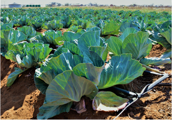 Butter Lettuce